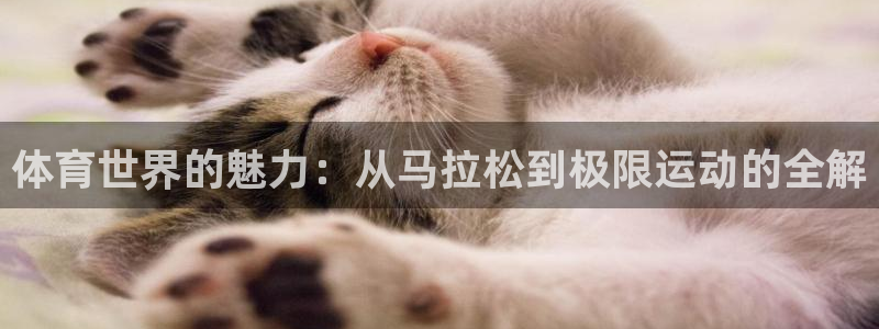 oe欧亿平台界面：体育世界的魅力：从