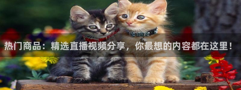 搜球吧直播nba直播