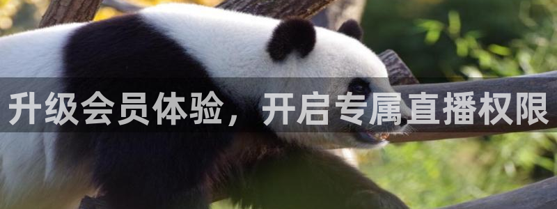 搜球吧在线直播nba：升级会员体验，开启专属直播权限